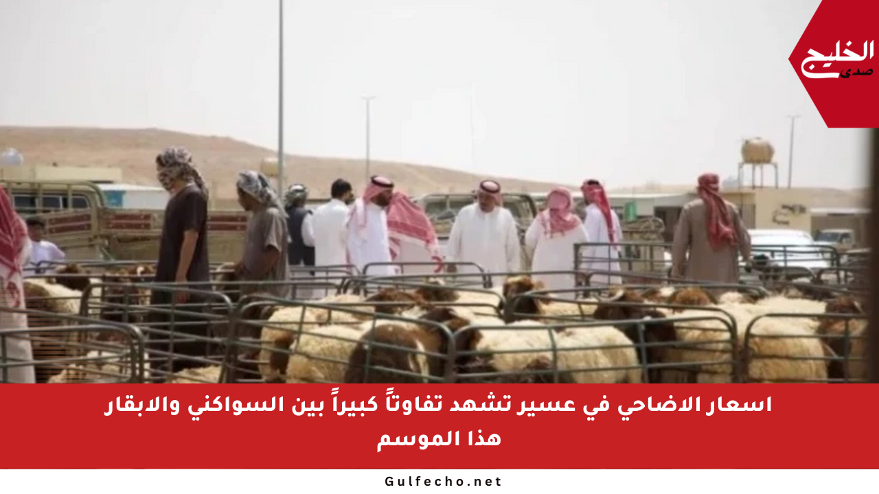 أسعار الأضاحي في عسير تشهد تفاوتاً كبيراً بين السواكني والأبقار هذا الموسم